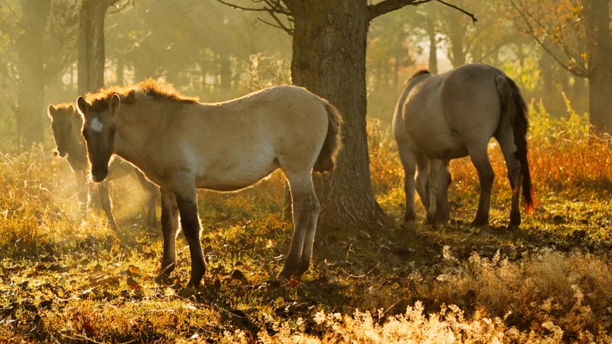 Waldbeweidung im Naturpark Barnim