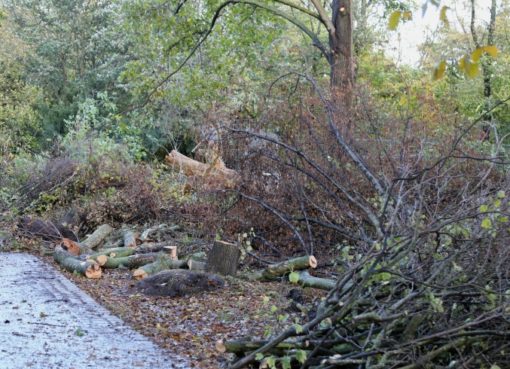 Sturmschäden in Parks und Gärten