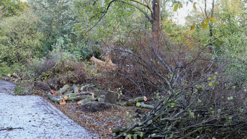 Sturmschäden in Parks und Gärten