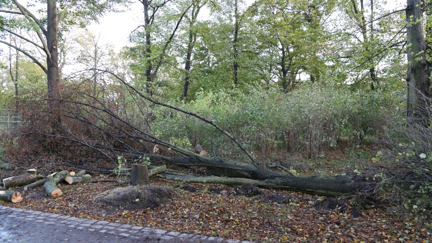 Sturmschäden in Parks und Gärten