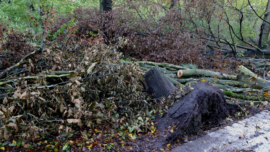 Sturmschäden in Parks und Gärten