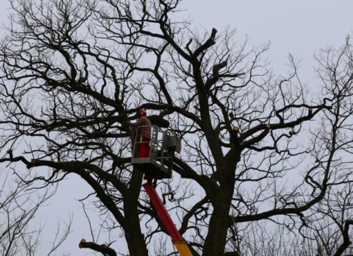 Baumarbeiten und Kronenrückschnitt