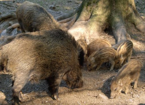 Wildschwein (Sus scrofa)