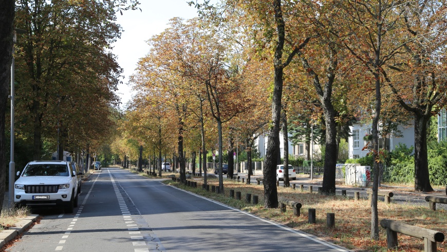 Kastanien in der Heinrich-Mann-Straße