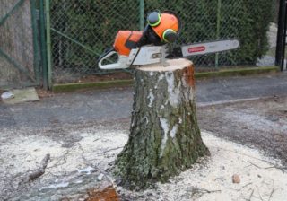 Baumfällarbeiten