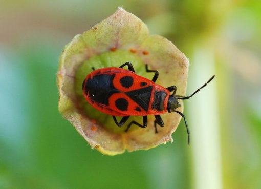 Gemeine Feuerwanze auf Frucht der Wilden Malve
