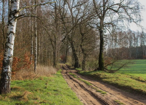 Weg am Waldrand