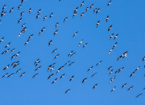 Zugvögel auf dem Weg nach Süden