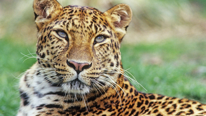 Amurleopard (Panthera pardus orientalis) lebte ehemals im Nordosten Chinas, dem nördlichen Korea und im Südwesten Russlands. Er ist heute vom Aussterben bedroht.