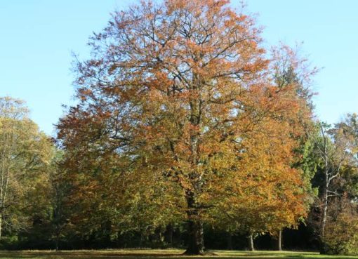 Rotbuche (Fagus sylvatica)