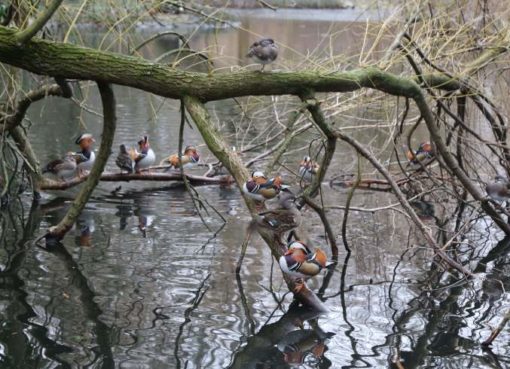 Mandarinenten (Aix galericulata)