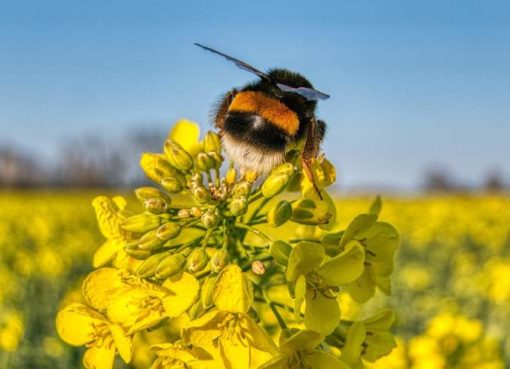 Rapsblüte mit Hummel