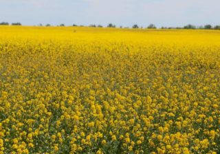 Bilder vom Stadtrand: Rapsfeld im Mai