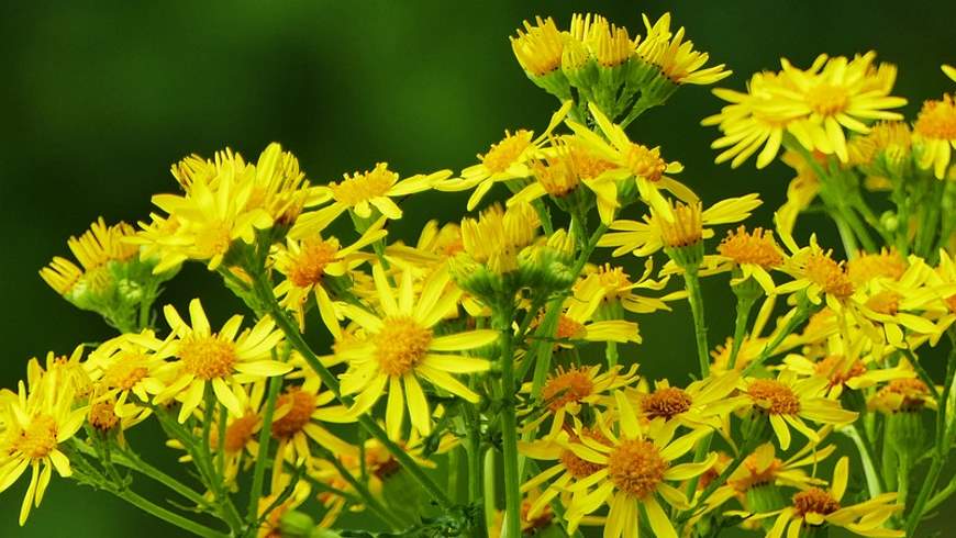 Jakobs-Kreuzkraut (Senecio jacobaea)