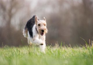 Hunde brauchen natürlichen Auslauf