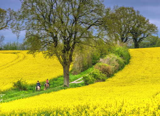 Rapsblüte 2023 - Raps ist auch für Tiere gut