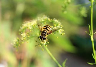 Petersilie (Petroselinum crispum) - Blütenstand