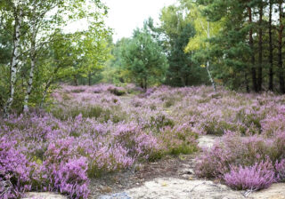 Lieberoser Heide, Erika blüht im August