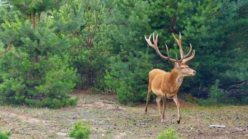 Rothirsch in der Schönower Heide