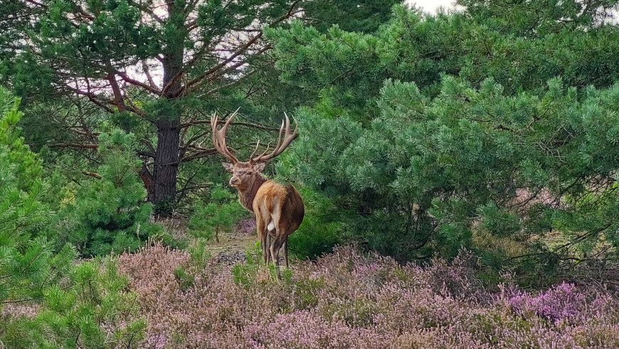 Rot- und Damwild, aber auch Schafe und Wildpferde leben im Naturschutzgebiet Schönower Heide.