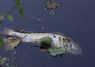 Toter Fisch