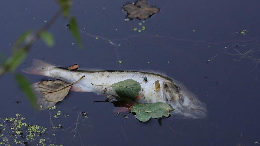 Toter Fisch