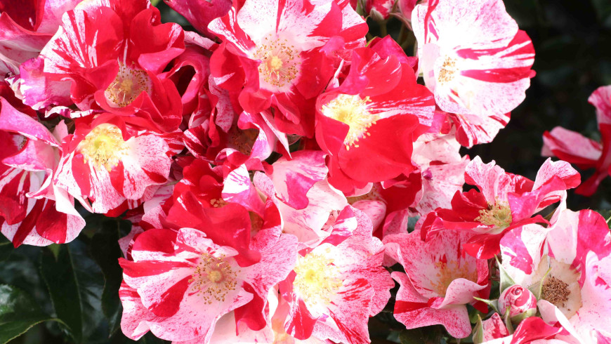 Kleinstrauchrose Simsalabim® aus dem Hause Kordes