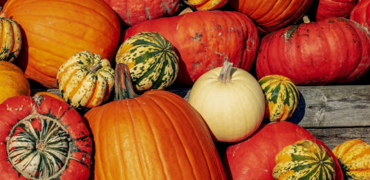 Im Herbst werden die Kürbisse reif.