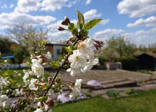 Kleingarten im Frühling