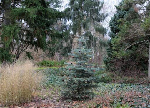 Weihnachtsbaum