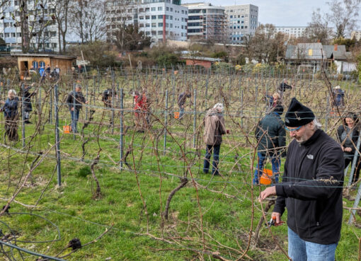 Rebschnitt im Weingarten