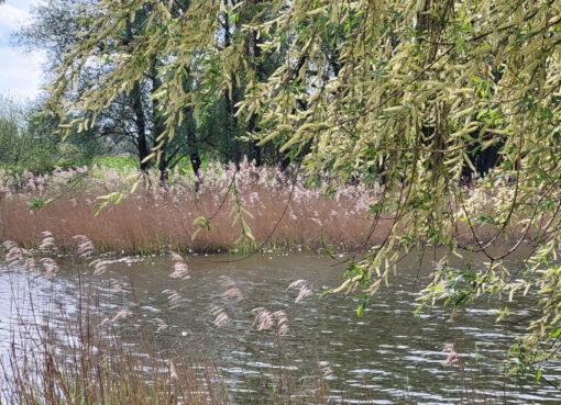 Mühlensee in Oberkrämer