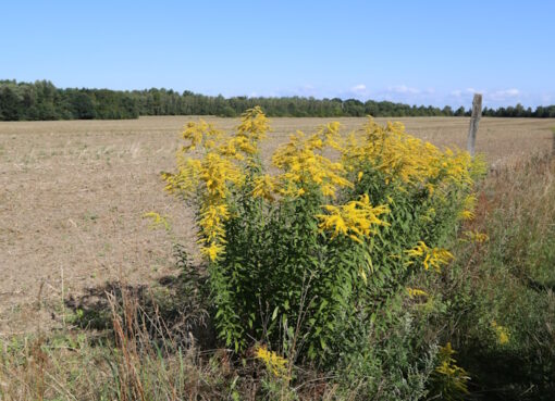 Kanadische Goldrute