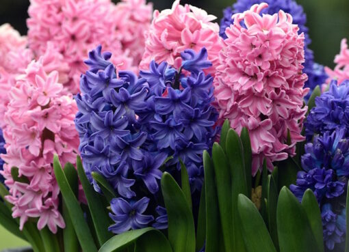 Hyazinthen ( Hyacinthus orientalis ) - Foto: Pixabay