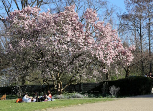 Frühling im Volkspark