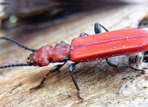 Scharlachroter Plattkäfer