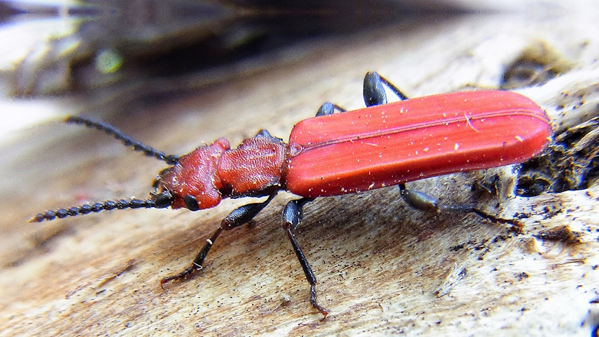 Scharlachroter Plattkäfer
