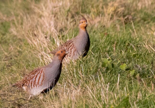 Rebhühner ((Perdix perdix)