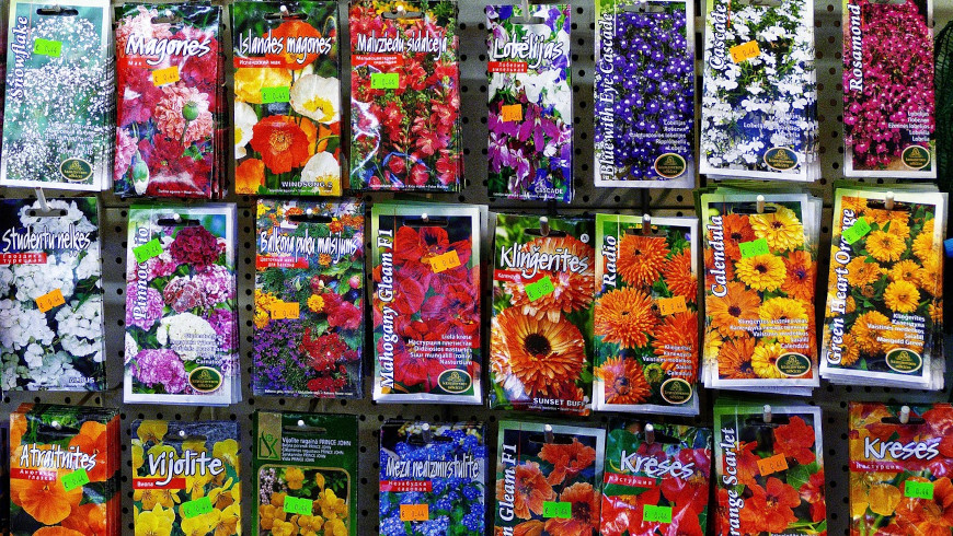 Das Angebot an Samen ist riesig.