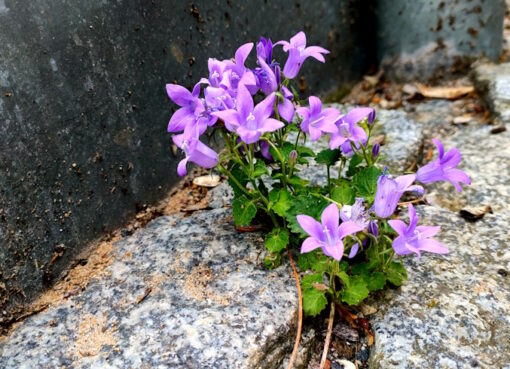 Mauerblümchen-Fotowettbewerb