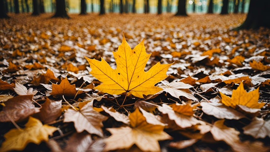 Herbstlaub